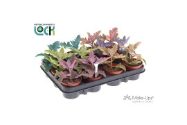Kalanchoe beharensis Make Upz Mix