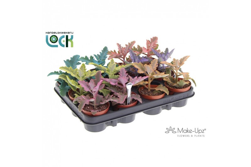 Kalanchoe beharensis Make Upz Mix 