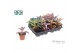 Kalanchoe beharensis Make Upz Mix 