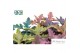 Kalanchoe beharensis Make Upz Mix 
