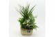 Arrangementen kamerplanten MDCR-2534W Moederdag creatie 5 pp 