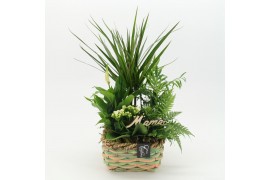 Arrangementen kamerplanten MDCR-2534W Moederdag creatie 5 pp
