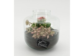 Arrangementen kamerplanten MDCR-2531RZ Moederdag creatie terrarium 2 p