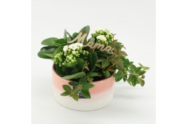 Arrangementen kamerplanten MDCR-2528W Moederdag creatie 4 pp