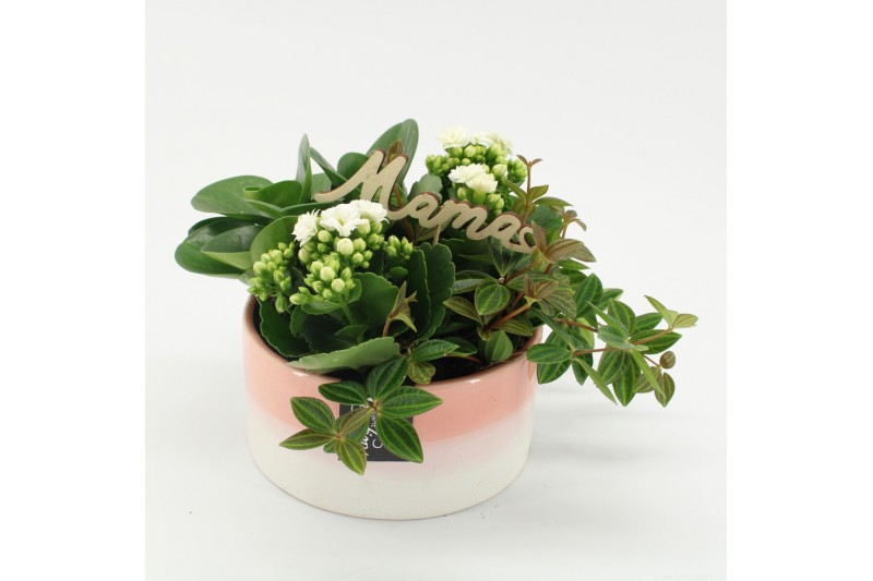 Arrangementen kamerplanten MDCR-2528W Moederdag creatie 4 pp Arrangementen kamerplanten MDCR-2528W Moederdag creatie 4 pp