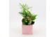 Arrangementen kamerplanten MDCR-2503 Moederdag creatie 3 pp 