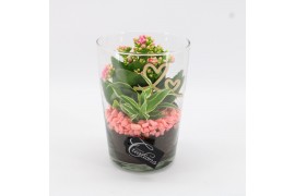 Arrangementen kamerplanten MDCR-2505 Moederdag creatie 2 pp