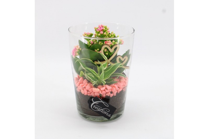 Arrangementen kamerplanten MDCR-2505 Moederdag creatie 2 pp Arrangementen kamerplanten MDCR-2505 Moederdag creatie 2 pp