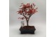 Bonsai Acer Deshojo 