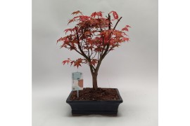 Bonsai Acer Deshojo