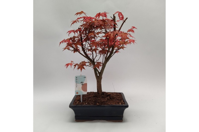Bonsai Acer Deshojo 