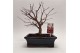 Bonsai Acer Deshojo 