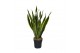 Sansevieria trifasciata laurentii 