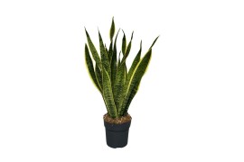 Sansevieria trifasciata laurentii