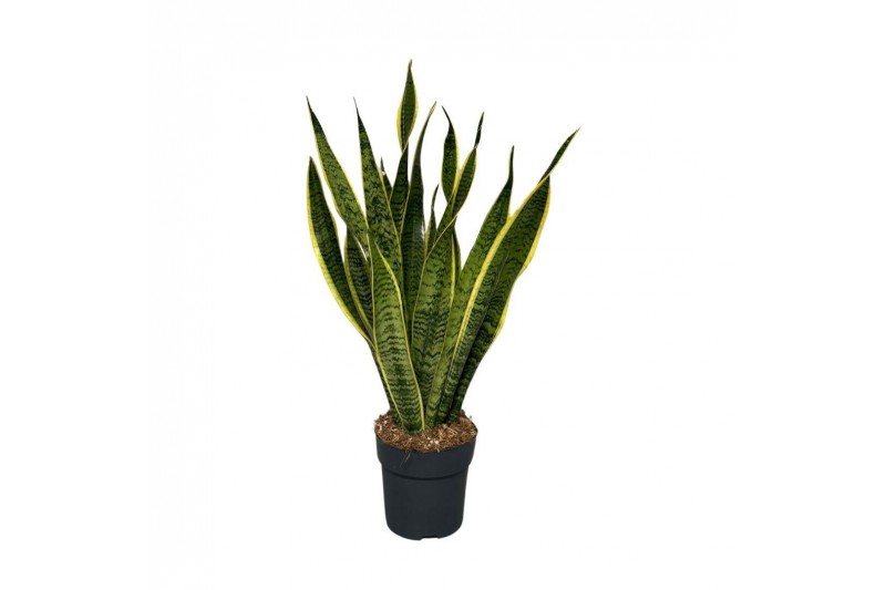 Sansevieria trifasciata laurentii 