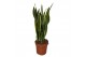 Sansevieria trifasciata laurentii 