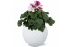 Pelargonium grandiflorum Pelargonium Grandiflorum in Wit Lisa keramiek 