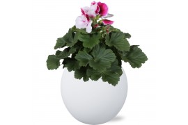 Pelargonium grandiflorum Pelargonium Grandiflorum in Wit Lisa keramiek