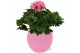Pelargonium grandiflorum Pelargonium Grandiflorum in Roze Lisa keramie 