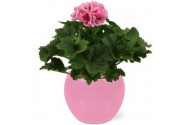 Pelargonium grandiflorum Pelargonium Grandiflorum in Roze Lisa keramie
