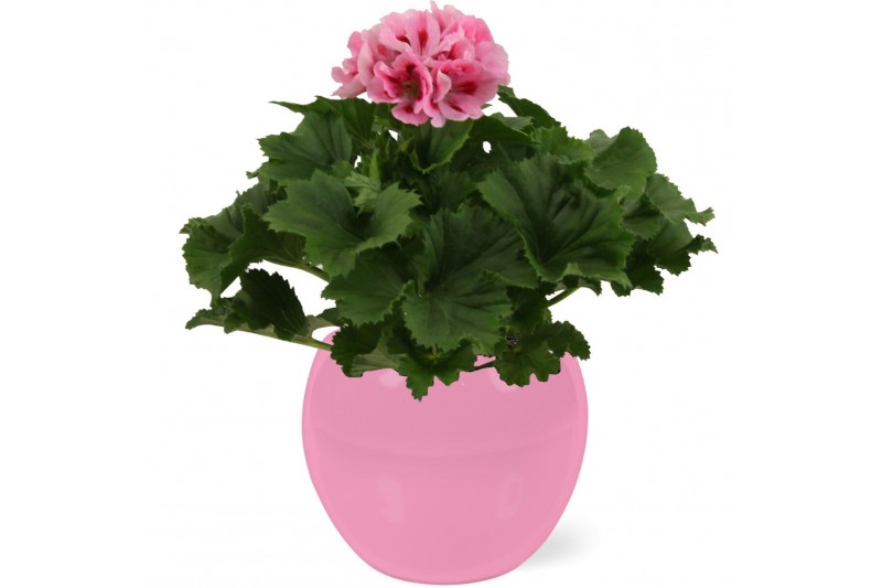 Pelargonium grandiflorum Pelargonium Grandiflorum in Roze Lisa keramie Pelargonium grandiflorum Pelargonium Grandiflorum in Roze Lisa keramie
