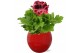 Pelargonium grandiflorum Pelargonium Grandiflorum in Rood Lisa keramie 