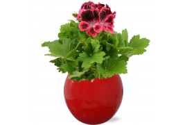 Pelargonium grandiflorum Pelargonium Grandiflorum in Rood Lisa keramie