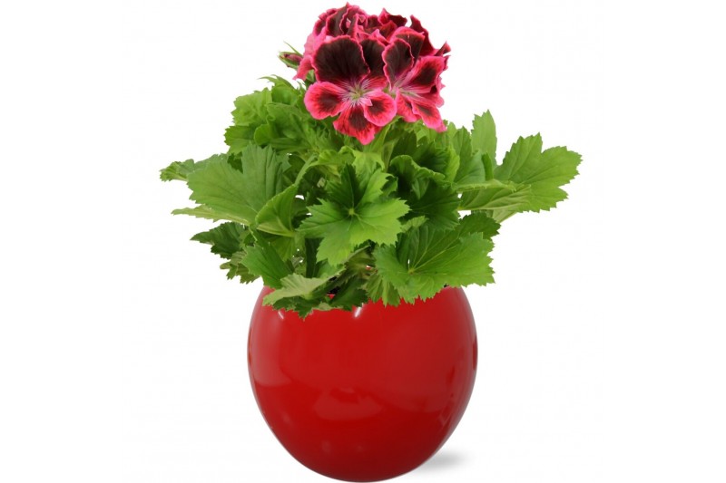 Pelargonium grandiflorum Pelargonium Grandiflorum in Rood Lisa keramie Pelargonium grandiflorum Pelargonium Grandiflorum in Rood Lisa keramie