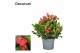 Euphorbia milii vulcanus Decorum 