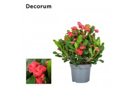 Euphorbia milii vulcanus Decorum
