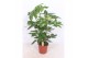 Schefflera actinophylla amate 
