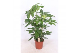 Schefflera actinophylla amate