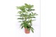 Schefflera actinophylla amate 