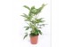 Schefflera actinophylla amate 