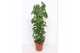 Philodendron scandens zuilvorm op rek 