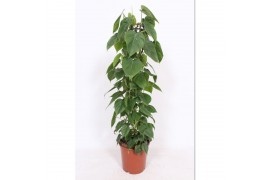 Philodendron scandens zuilvorm op rek