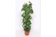 Philodendron scandens zuilvorm op rek 