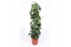 Philodendron scandens zuilvorm op rek 
