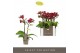 Phalaenopsis multiflora rood Optifriend Lola 2 spike 10 bl. 2 tak/plnt 