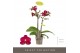 Phalaenopsis multiflora rood Optifriend Lola 2 spike 10 bl. 2 tak/plnt 