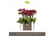 Phalaenopsis multiflora rood Optifriend Lola 2 spike 10 bl. 2 tak/plnt 