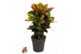 Codiaeum variegata petra vertakt