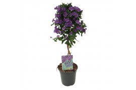 Lycianthes rantonnetii blue fountain solanum op stam