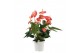 Anthurium andr. livium orange Anthurium Livium Orange 14cm 7 bl. 