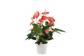 Anthurium andr. livium orange Anthurium Livium Orange 14cm 7 bl.