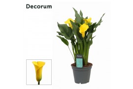 Zantedeschia captain solo decorum,5 bl.,5 bl.,5 bl.,5 bl.,5 bl.