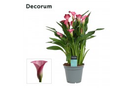 Zantedeschia garnet glow decorum