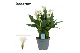 Zantedeschia crystal blush decorum,4 bl.,4 bl.,4 bl.,4 bl.,4 bl.,4 bl.