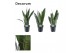 Sansevieria trifasciata black coral decorum 