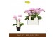 Phalaenopsis multiflora roze Botanico Nolina pink 3spike 